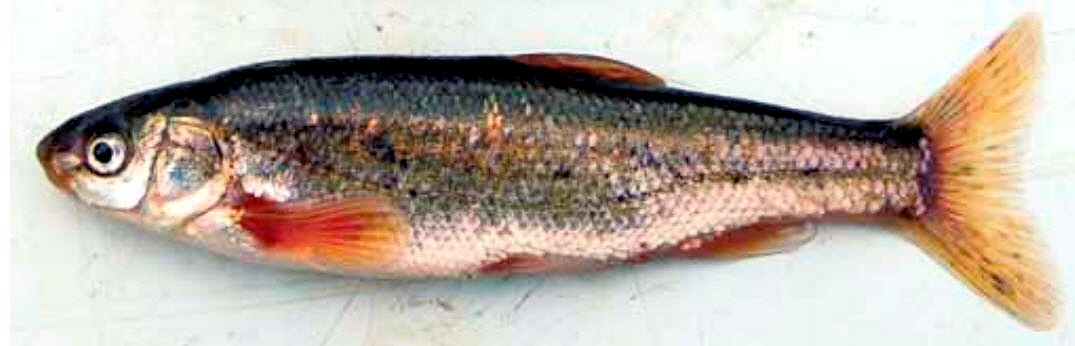 Iberochondrostoma lemmingii_04.jpg